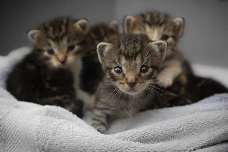 Four Cats Sharing