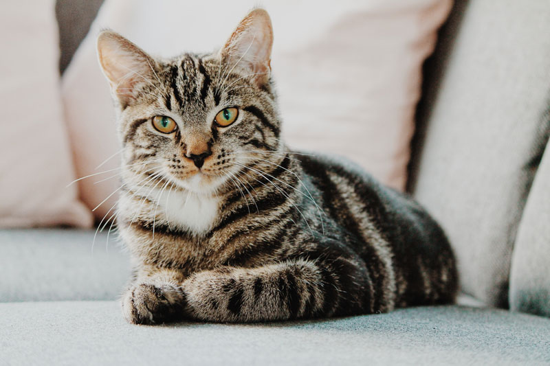 A cat relaxing in its pen