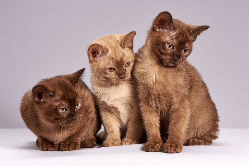 Three Cats Sharing
