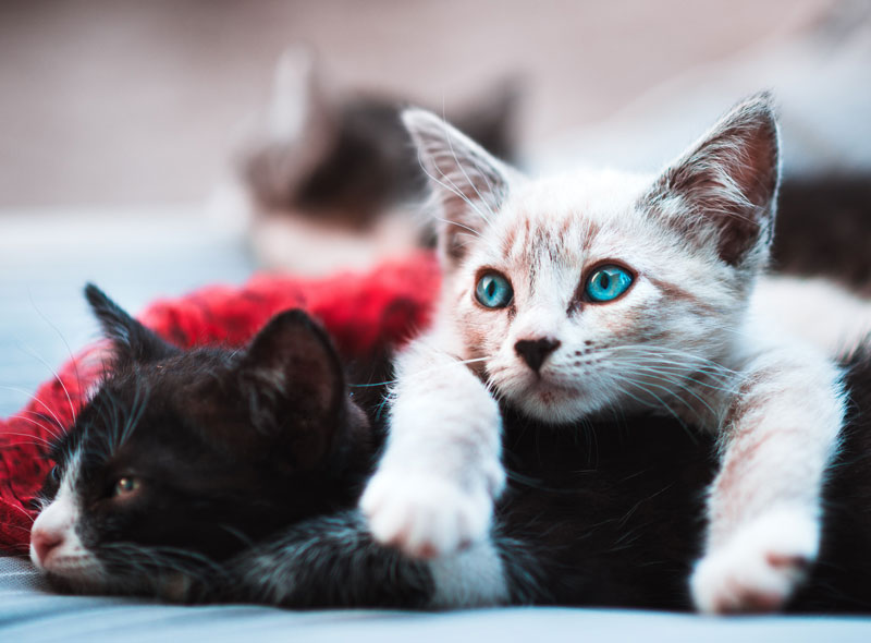 Two Cats Sharing